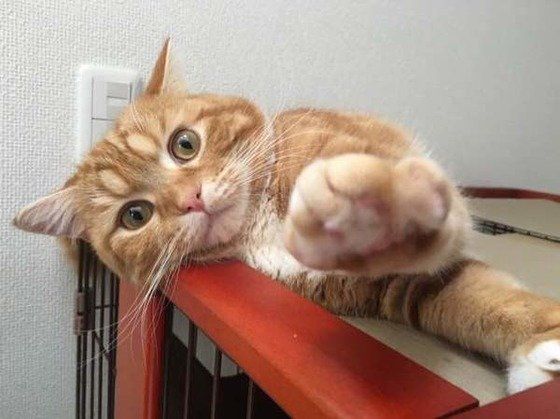 見つめるスコティッシュフォールド