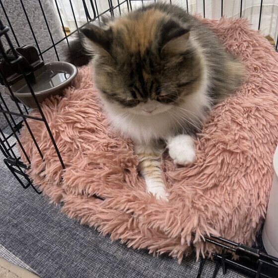 ラガマフィンのモカちゃんのふみふみ