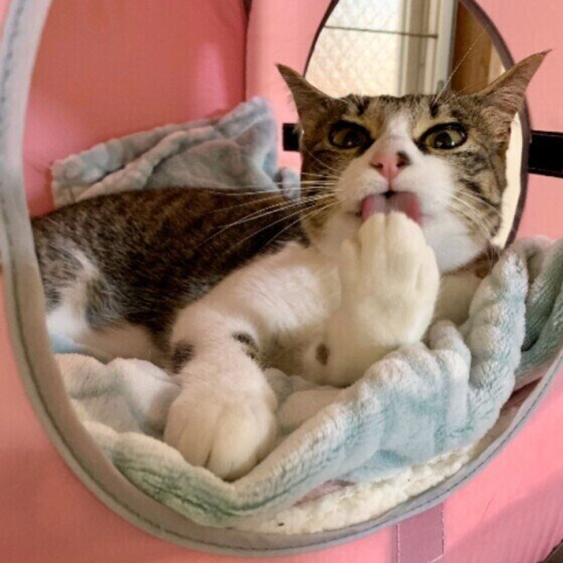 猫はなぜシャンプーなしでも臭くないの 猫のいいニオイの理由も解説 ねこのきもちweb Magazine 猫はなぜシャンプーなしでも臭くないの 猫のいいニオイの理由も解説 ねこのきもちweb Magazine