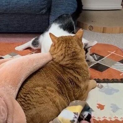 一生懸命に踏ん張るこもくん