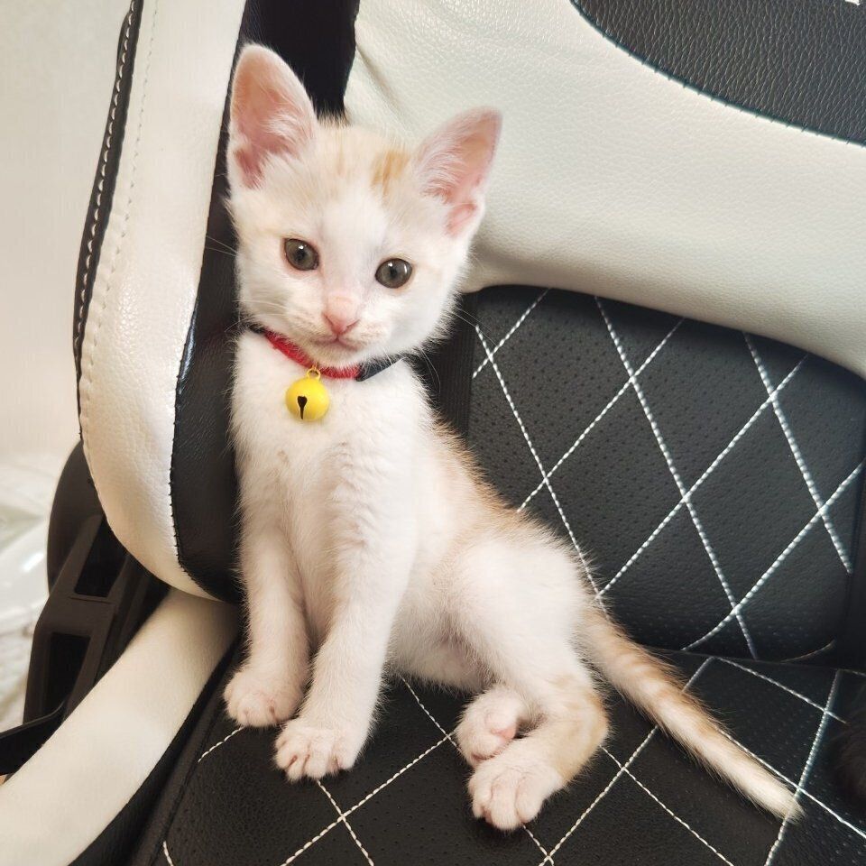 飼い主にお迎えされてすぐのころの子猫