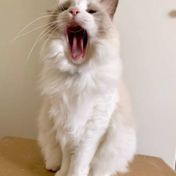 あくびしているラグドールこむぎ