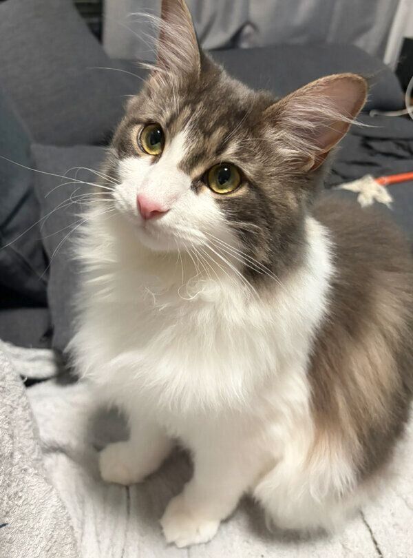 成長したばぶちゃん。体重は4.5kgに