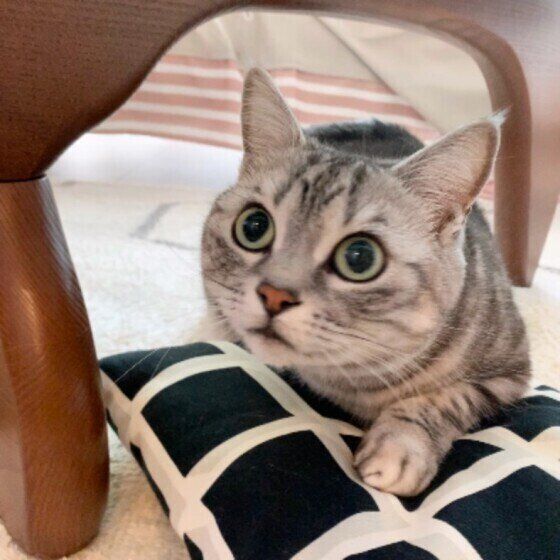 アメリカンショートヘアの小鉄ちゃん