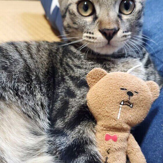 ぬいぐるみを抱く猫