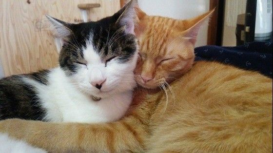 密着して寝ている猫二匹