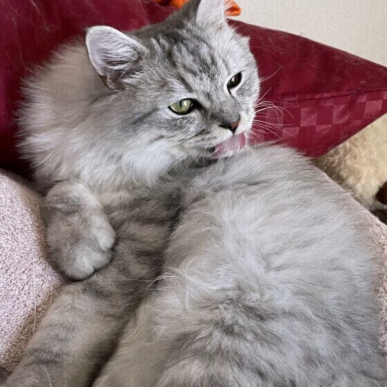 ラガマフィンのCHERIEくん