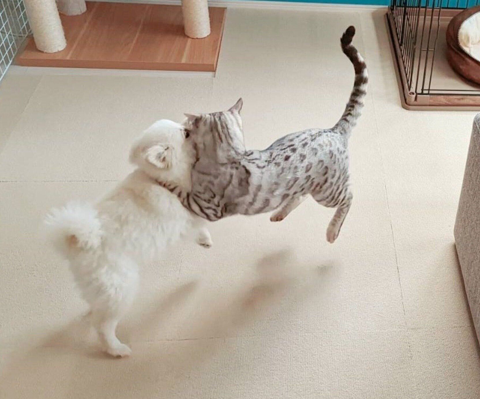 仲良くじゃれ合ううにちゃん、こめたくん