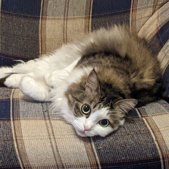 MIXキジトラのこむぎちゃん