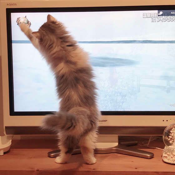 立ち上がるらむちゃん