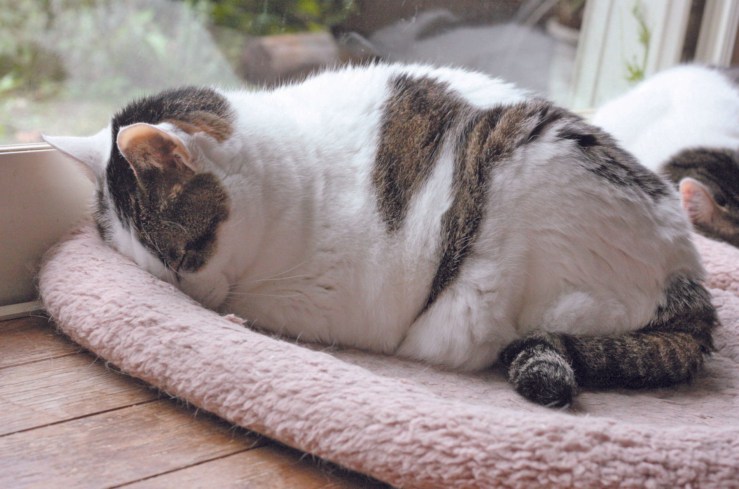 写真／ねこのきもち2019年4月号「We Love ニャンポーズ」