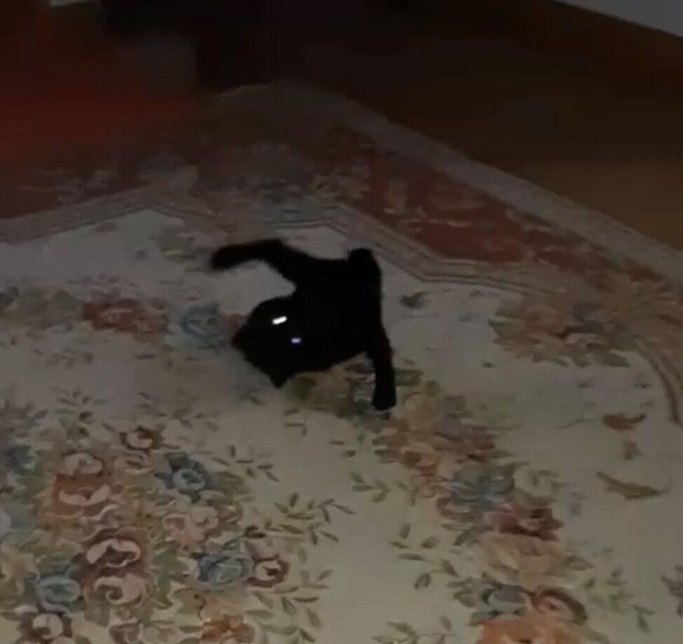 楽しそうに遊ぶ子猫のあさりちゃん