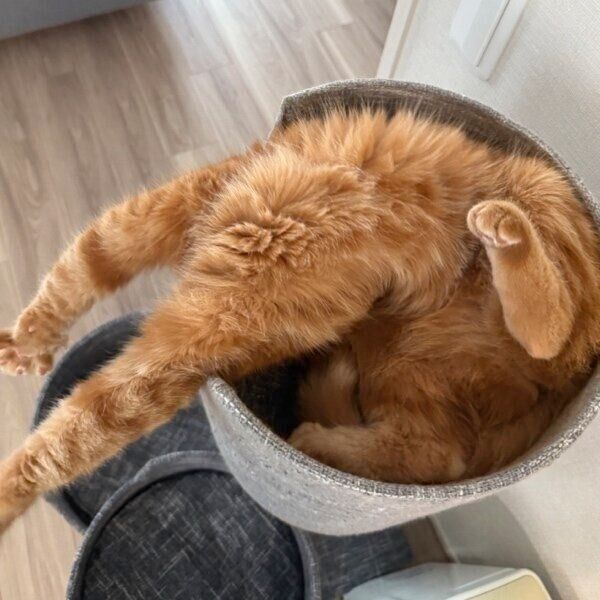 キャットタワーで奇妙なポーズをするにゃむちゃん