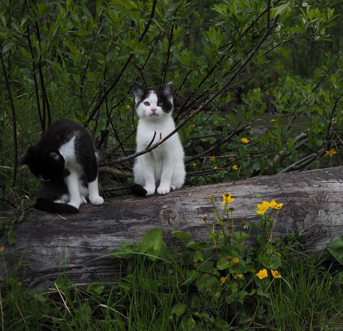 ねこのきもち連載『ネコごよみ』