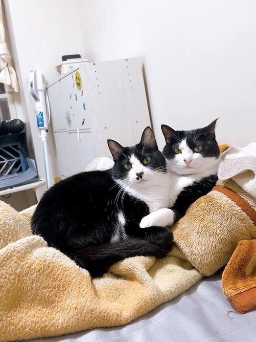 くっついている2匹の猫