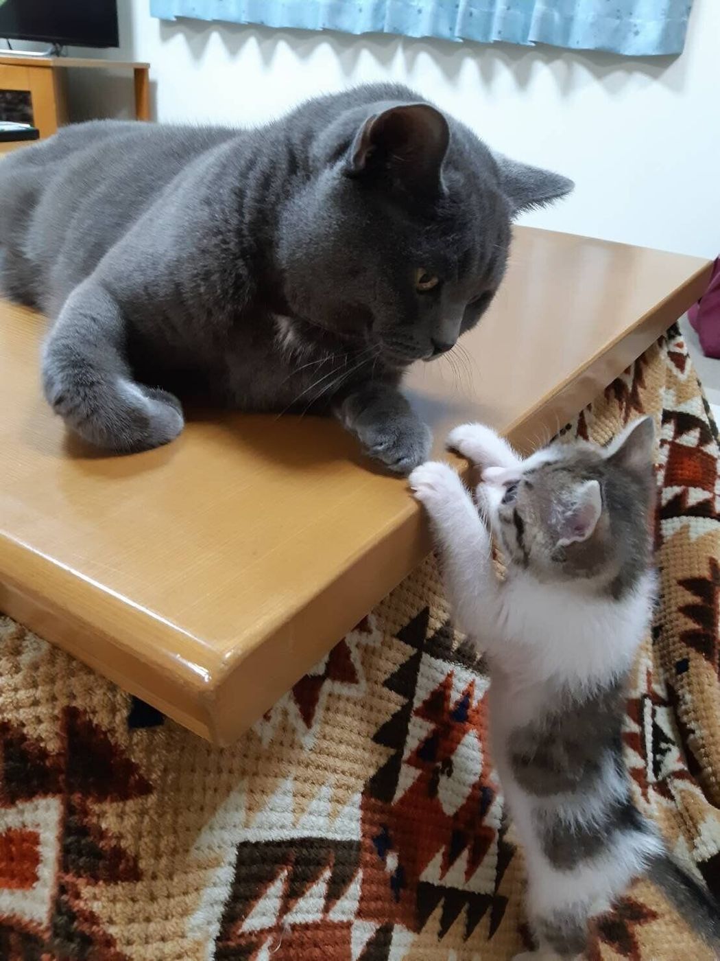 同居猫の死で 仲間ロス を経験した猫 自ら教わった 想いやり を次につなぐ ねこのきもちweb Magazine 同居猫の死で 仲間ロス を経験した猫 自ら教わった 想いやり を次につなぐ ねこのきもちweb Magazine