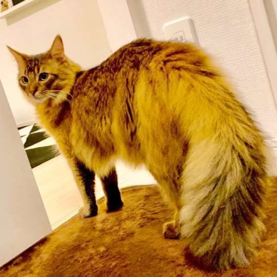 振り返るソマリ