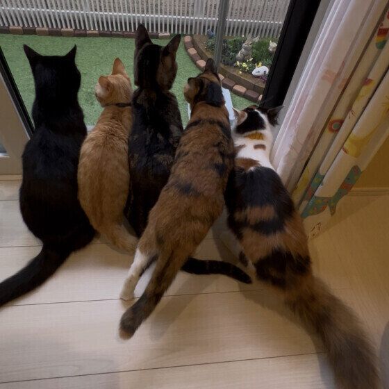 窓の外を見つめる猫たち