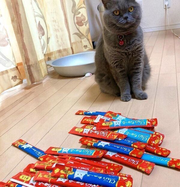 ちゅ〜る待ちのぺーちゃん