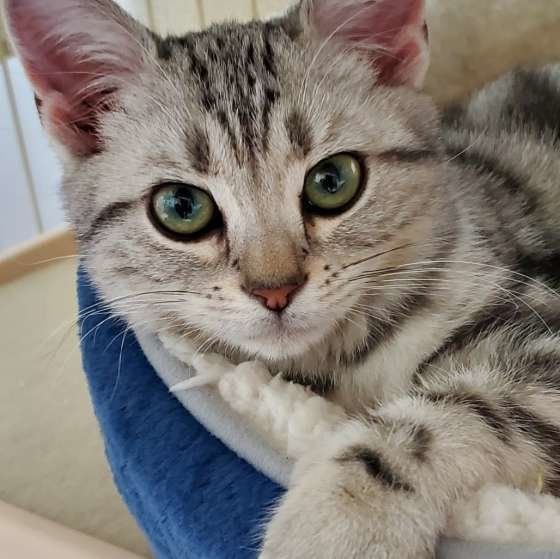 ベッドとアメリカンショートヘア