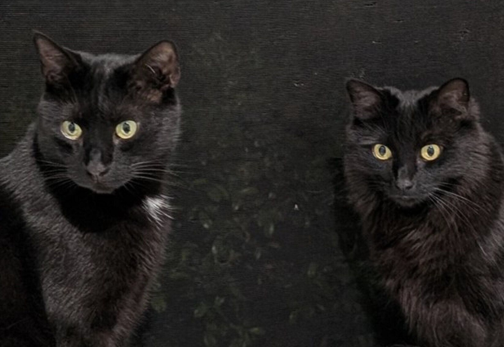 モアちゃん、ベアくん