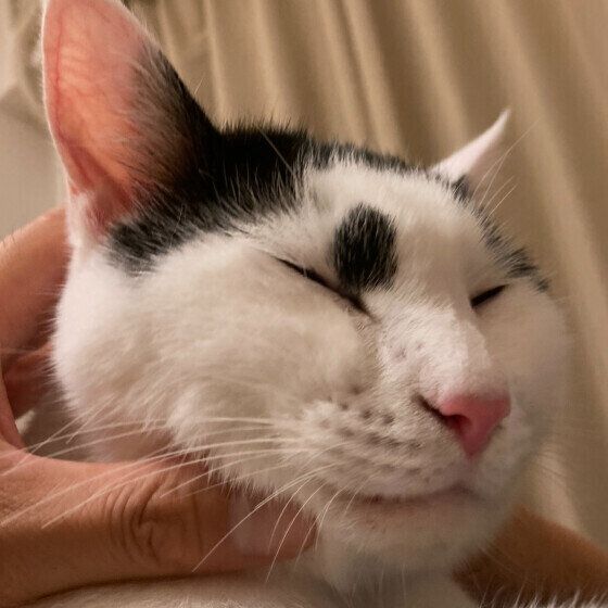 お顔をなでなでされる福くん