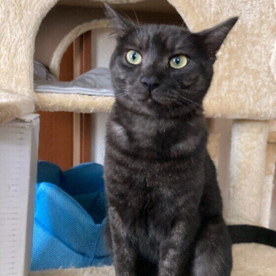 背筋を伸ばす黒猫