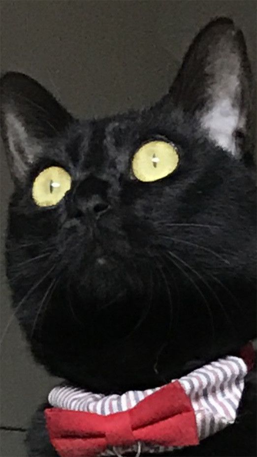 ゴキブリ VS 5猫神〜ゴキブリどもに告ぐ〜