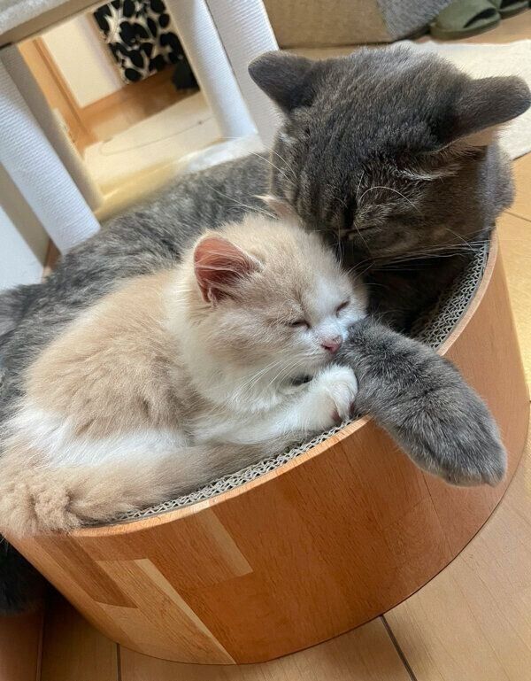 仲良く眠る凛太郎くんと和音ちゃん