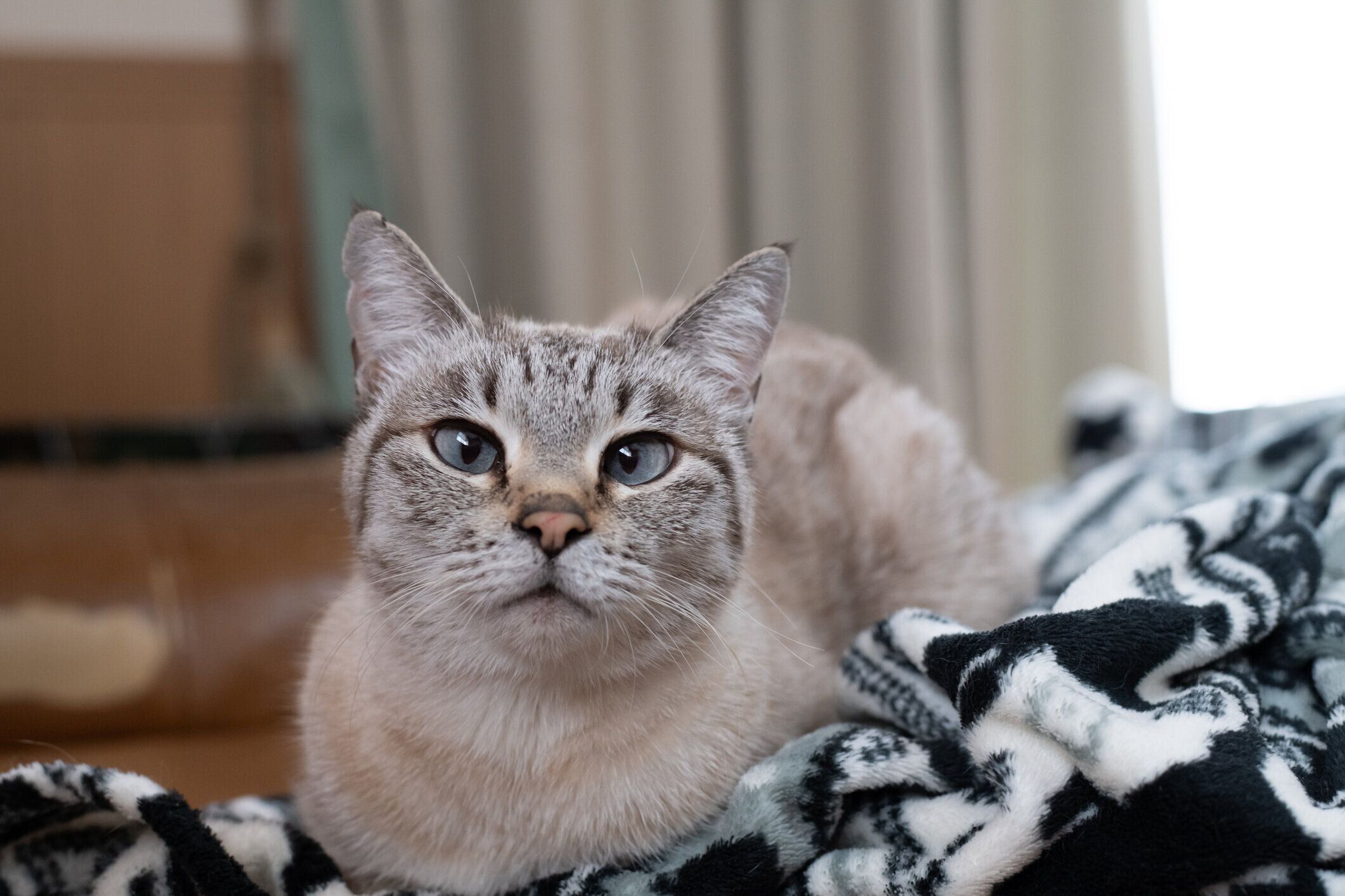 正面を見つめる猫