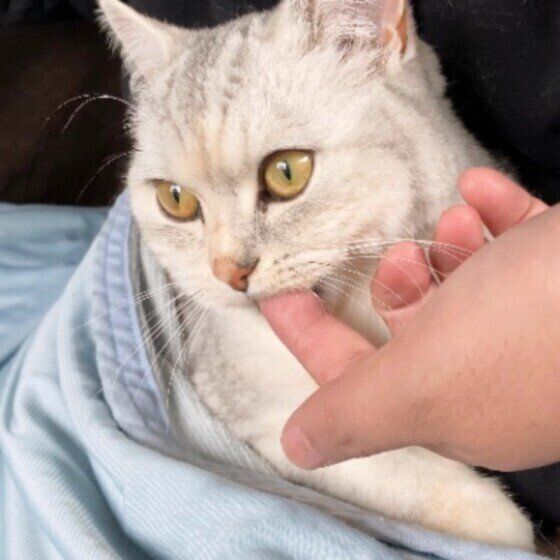 甘噛みするしらすちゃん