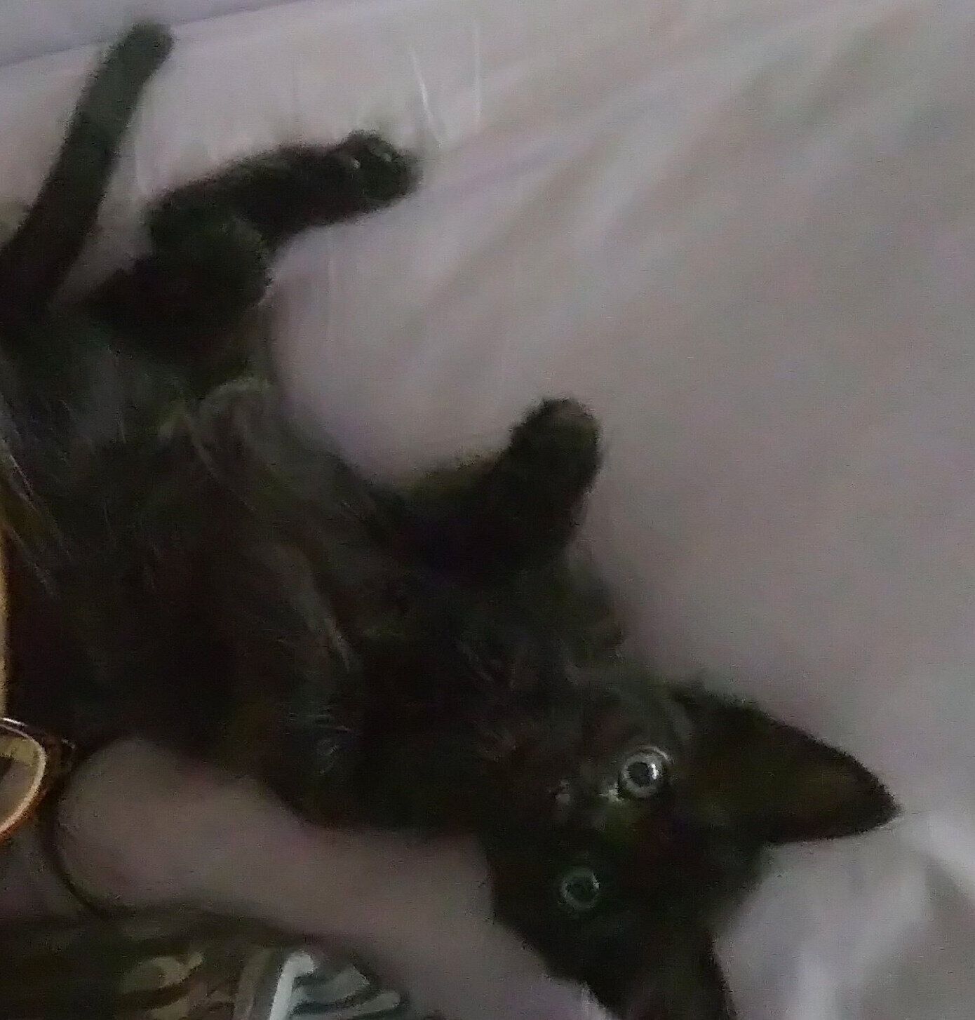 ゴロゴロするあんころくん