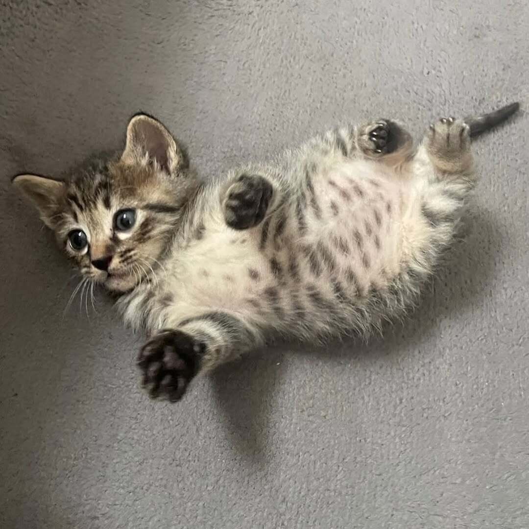 子猫ならではのポンポンのおなかがたまらない