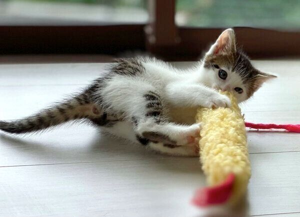 おもちゃの「えび天」で遊ぶセロイくん