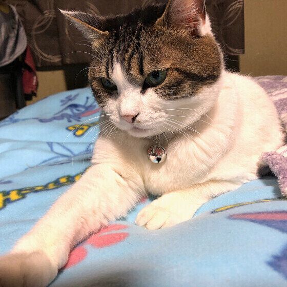 Mix（キジトラ）のラブリーちゃん♪