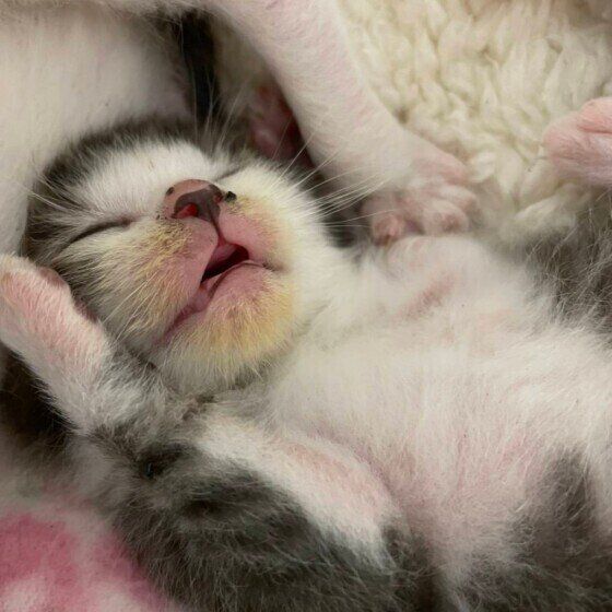 ミケ猫のここあちゃん