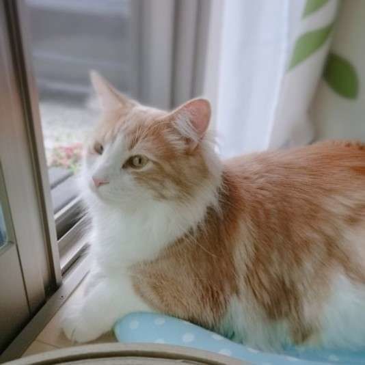 ブラッシング後の大翔君