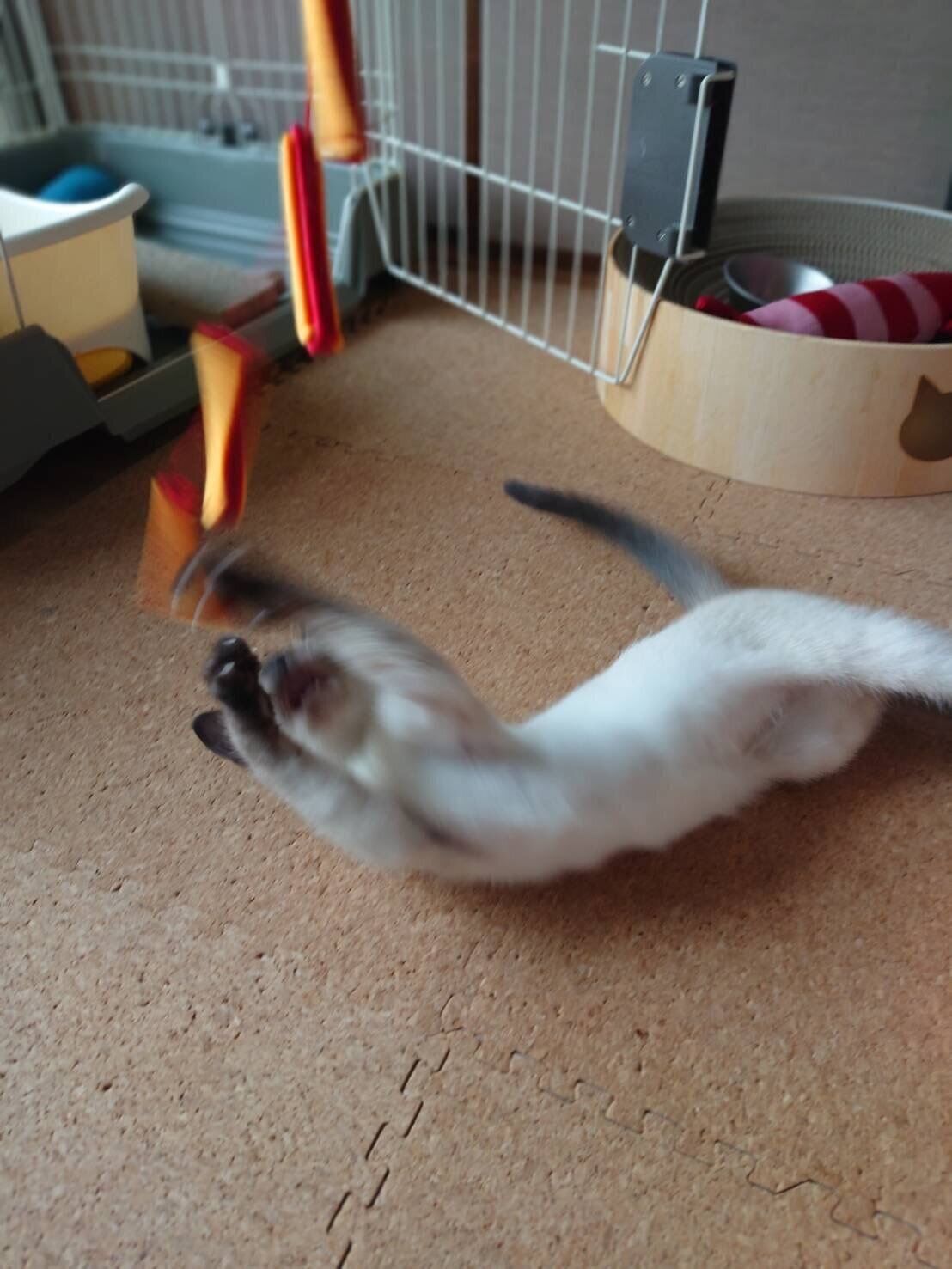おもちゃで遊ぶ生後4カ月の子猫