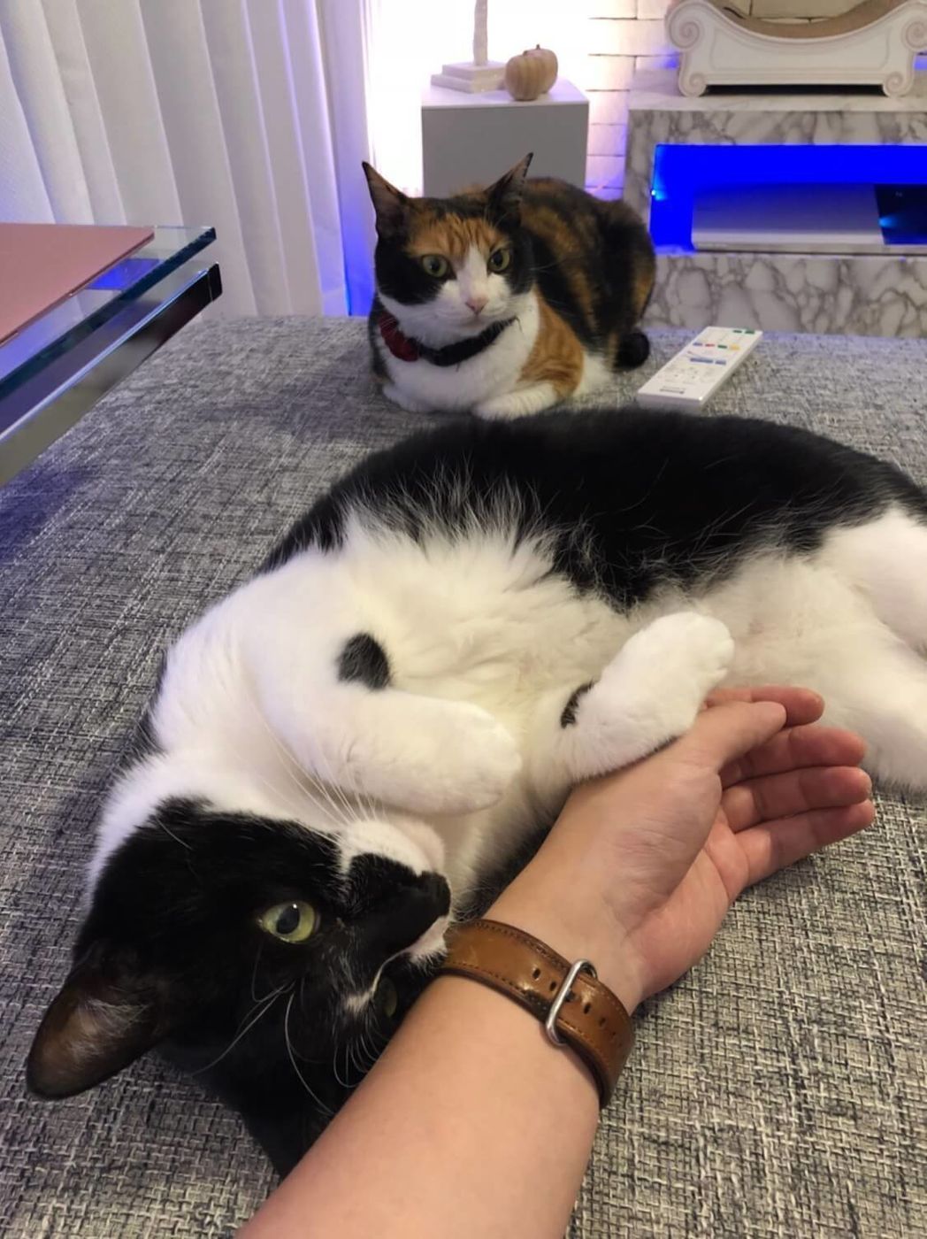 我が家の猫 手を繋いで寝てくれるも 少し思ってたんと違う リュックと愉快な仲間たち あ あと響介vol 65 ねこのきもちweb Magazine 我が家の猫 手を繋いで寝てくれるも 少し思ってたんと違う リュックと愉快な仲間たち あ あと響介vol 65 ねこのきもちweb Magazine