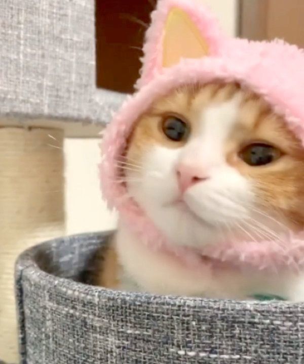猫のかぶりものかぶる茶太くん