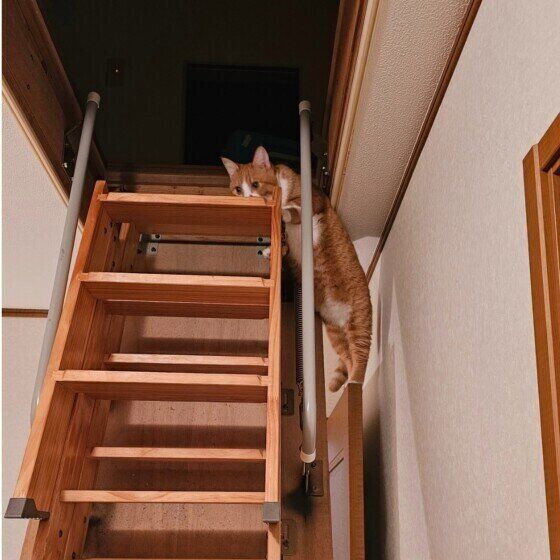 屋根裏に侵入するこはくくん