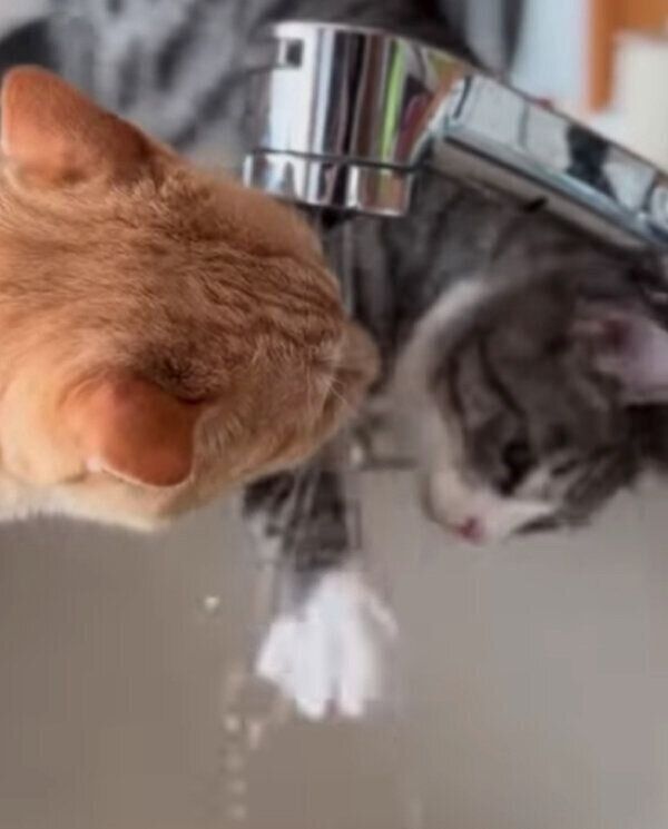 水を飲むもいわちゃんと、まねをしようとするいぶきくん