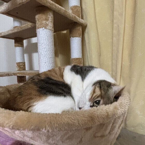 MIXミケのリコちゃん