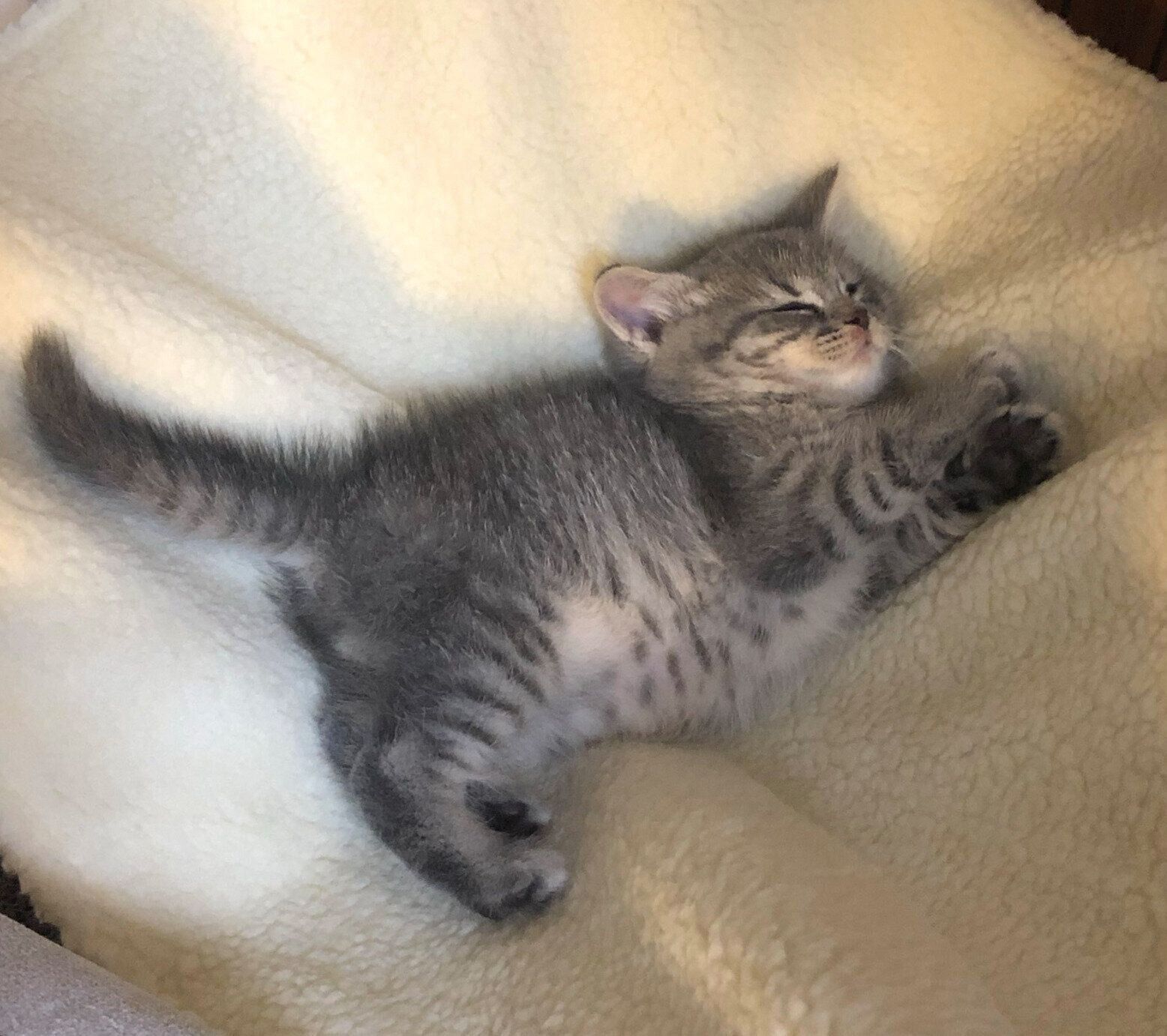 スヤスヤ眠る子猫の凛太郎くん