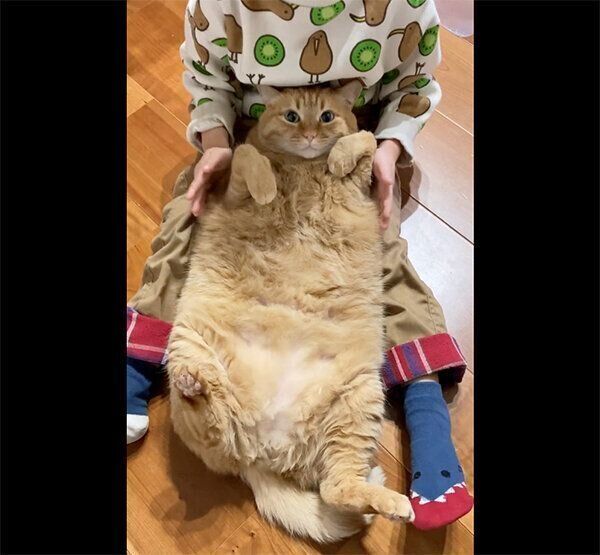 ヘソ天するすずくん