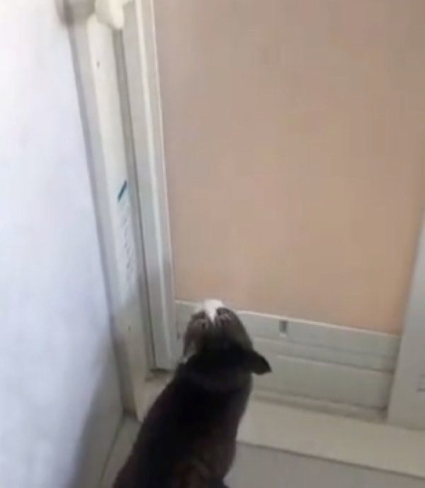 お風呂場に入れられた猫