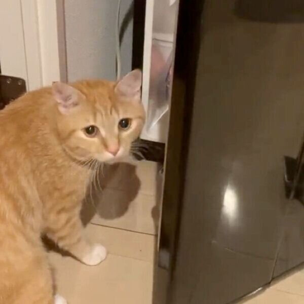 冷蔵庫を開けることに成功した猫 カメラの存在に気づき ドヤ顔 が最高すぎる ねこのきもちweb Magazine 冷蔵庫を開けることに成功した猫 カメラの存在に気づき ドヤ顔 が最高すぎる ねこのきもちweb Magazine