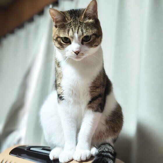 お座りするキジトラ猫