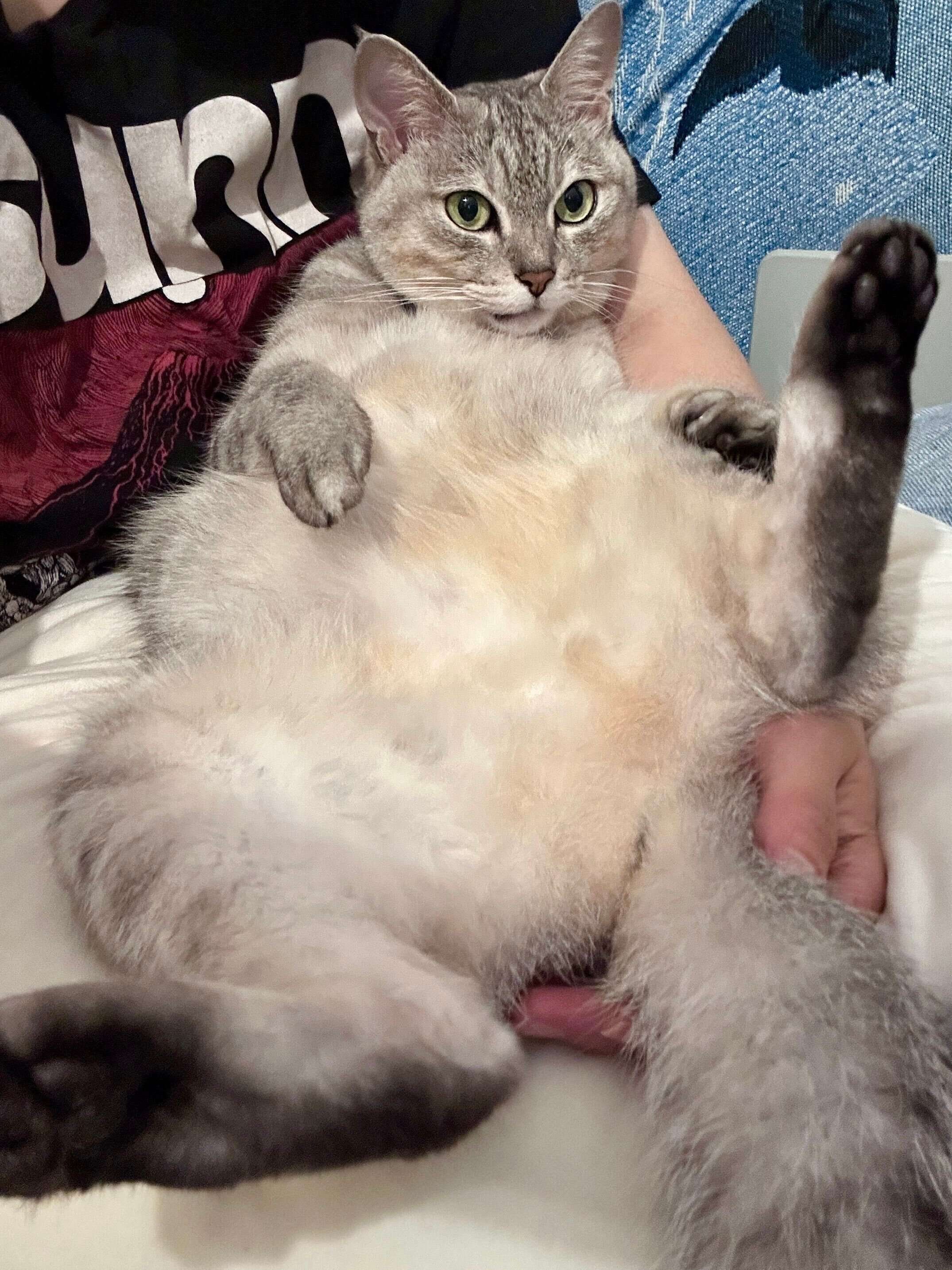 飼い主に甘える猫