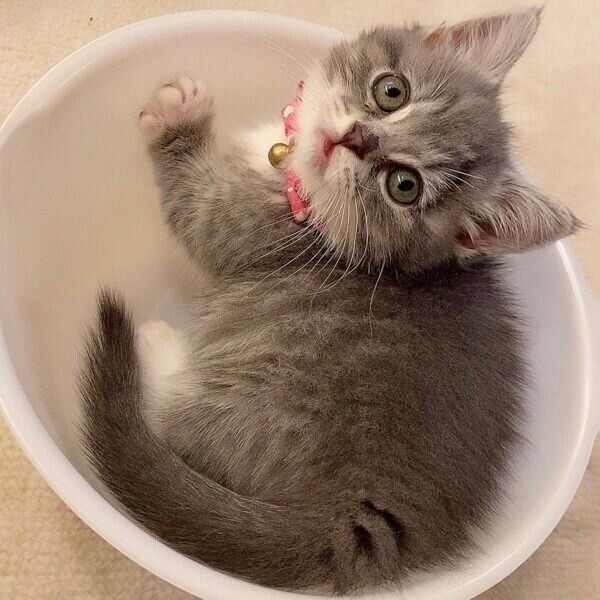 当時は体が小さかったトロロこんぶちゃん